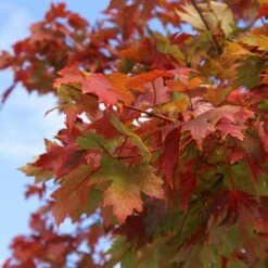 Autumn Blaze® Maple Tree 11 Autumn Blaze® Maple Tree -GreenNest Shop Autumn Blaze Maple 1 FGT