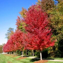 Autumn Blaze® Maple Tree 10 Autumn Blaze® Maple Tree -GreenNest Shop Autumn Blaze Maple 3 BB