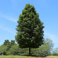 Autumn Blaze® Maple Tree 13 Autumn Blaze® Maple Tree -GreenNest Shop Autumn Blaze Maple 5 BB