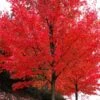 Autumn Blaze® Maple Tree 2 Autumn Blaze® Maple Tree -GreenNest Shop Autumn Blaze Maple BB 600x600 f672e27a 67d4 4e34 a3a8 4c3bf23d9509