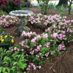 Autumn Debutante® Encore® Azalea Shrub -GreenNest Shop Autumn Debutante Encore 1
