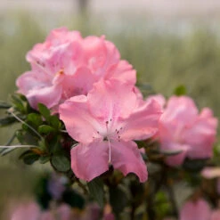 Autumn Debutante® Encore® Azalea Shrub -GreenNest Shop Autumn Debutante Encore 2