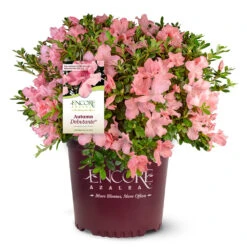 Autumn Debutante® Encore® Azalea Shrub -GreenNest Shop Autumn Debutante Encore 4