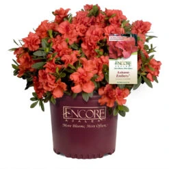 Autumn Embers® Encore® Azalea Shrub -GreenNest Shop Autumn Embers Azalea 1 65c338a0 d13b 4a8e 90d9 5bf240231aa4