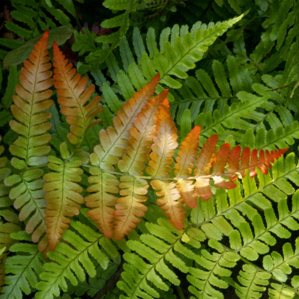 Brilliance Autumn Fern 5 Brilliance Autumn Fern - Image 3