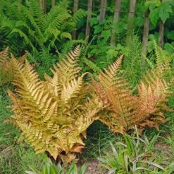 Brilliance Autumn Fern 10 Brilliance Autumn Fern -GreenNest Shop Autumn Fern 3