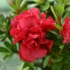 Autumn Fire® Encore® Azalea Shrub 2 Autumn Fire® Encore® Azalea Shrub -GreenNest Shop Autumn Fire Encore Azalea BB 600x600 8054b358 d244 4b3c ab32 49b9ac607591