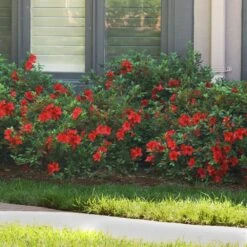 Autumn Fire® Encore® Azalea Shrub -GreenNest Shop Autumn Fire Encore Azalea BB 7