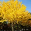 Autumn Gold Ginkgo Tree