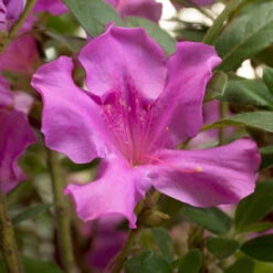 Autumn Royalty® Encore® Azalea Shrub -GreenNest Shop Autumn Royalty Encore Azalea 4 BB