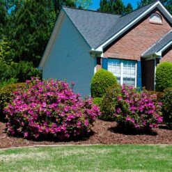 Autumn Royalty® Encore® Azalea Shrub -GreenNest Shop Autumn Royalty Encore Azalea 5