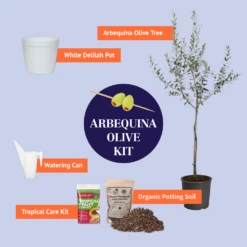 Arbequina Olive Tree 13 Arbequina Olive Tree -GreenNest Shop BB Arbequina Olive Kit Graphic