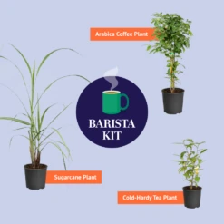 Cold Hardy Tea Plant -GreenNest Shop BB Barista Kit Graphic