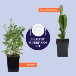 Dragon Fruit Cactus -GreenNest Shop BB Healthy Superfoods Kit Graphic