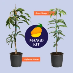 Mango Kit -GreenNest Shop BB MangoKitGraphic