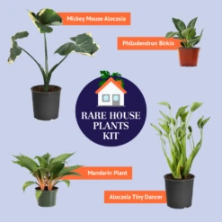 Monstera (Swiss Cheese Plant) -GreenNest Shop BB Rare House Plant Kit Graphic 8f7330a5 908c 4d9f 8292 e5f0e43f4eb8
