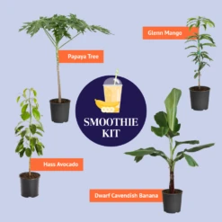 Papaya Tree -GreenNest Shop BB Smoothie Kit Graphic 2a3e1391 8b17 41cd 936b a1c85b76cff8