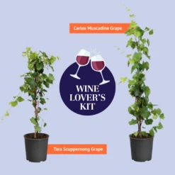 Wine Lover's Kit -GreenNest Shop BB WineLoversKitGraphic