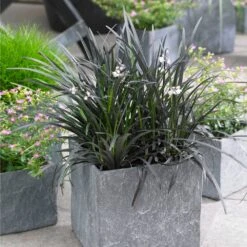 Black Mondo Grass 8 Black Mondo Grass -GreenNest Shop BLack Mondo Grass 1 BB