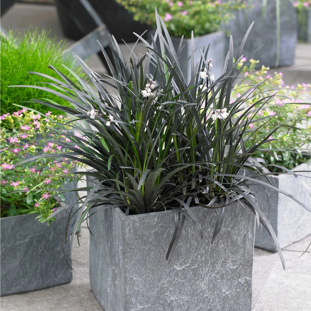 Black Mondo Grass 5 Black Mondo Grass - Image 3