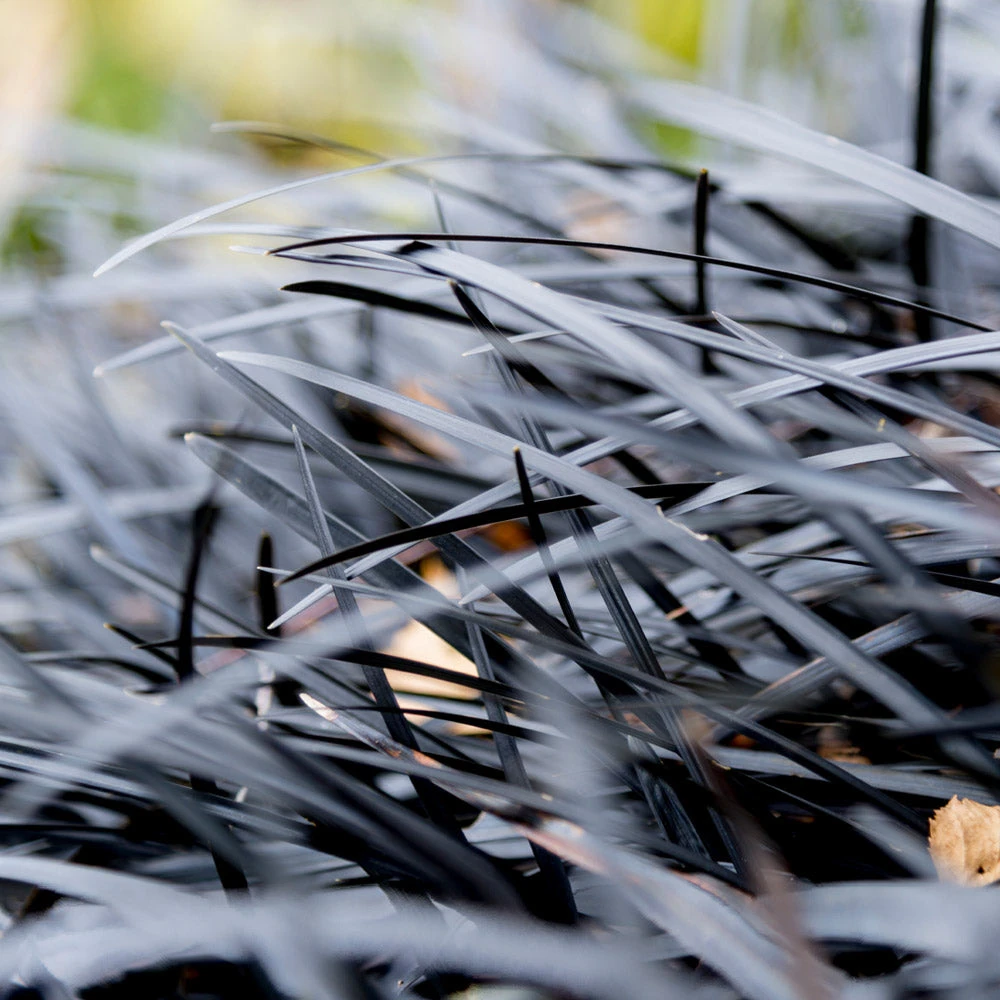 Black Mondo Grass 6 Black Mondo Grass - Image 4