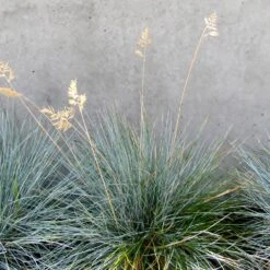 Blue Festuca Grass (Blue Fescue) 9 Blue Festuca Grass (Blue Fescue) -GreenNest Shop BLue Fescue Grass 4 BB