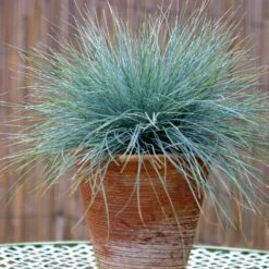 Blue Festuca Grass (Blue Fescue) 10 Blue Festuca Grass (Blue Fescue) -GreenNest Shop BLue Fescue Grass 5