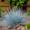 Blue Festuca Grass (Blue Fescue) 1 Blue Festuca Grass (Blue Fescue) -GreenNest Shop BLue Fescue Grass BB 600x600 c189fb1d 5651 40ff 9f24 1cf2d24e38ff