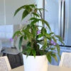 Weeping Blue Ginger Plant -GreenNest Shop BLue Ginger BB 600x600 9c33bf85 9685 4383 8042 dd519df64301