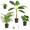 Boho House Plant Kit -GreenNest Shop BOho 600x600 0c426870 2e49 48ad b35e a3bb627a9482