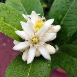 Buddha's Hand Citron Tree 12 Buddha's Hand Citron Tree -GreenNest Shop BUddhas Hand Citrus 4