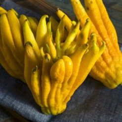 Buddha's Hand Citron Tree 11 Buddha's Hand Citron Tree -GreenNest Shop BUddhas Hand Citrus 7 BB