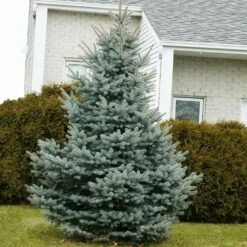 Baby Blue Spruce Tree 7 Baby Blue Spruce Tree -GreenNest Shop Baby Blue 1