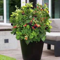 Bushel And Berry® Baby Cakes Blackberry® Bush -GreenNest Shop Baby Cakes Blackberry 3