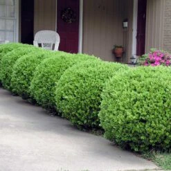 Baby Gem™ Boxwood Shrub 11 Baby Gem™ Boxwood Shrub -GreenNest Shop Baby Gem 2