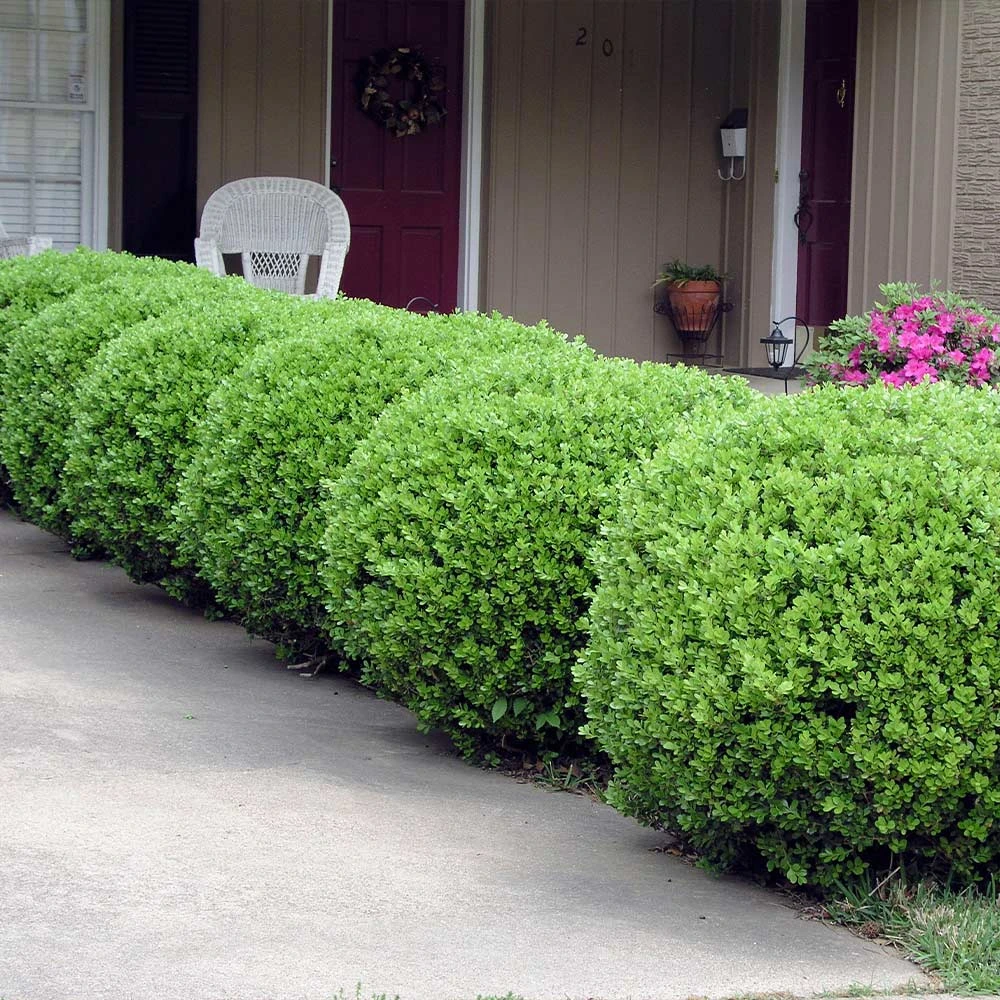 Baby Gem™ Boxwood Shrub 7 Baby Gem™ Boxwood Shrub - Image 5