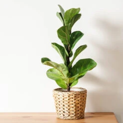 Bambino Fiddle Leaf Fig 9 Bambino Fiddle Leaf Fig -GreenNest Shop Bambino FIddleLeafFIg 4