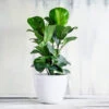 Bambino Fiddle Leaf Fig -GreenNest Shop Bambino FIddleLeafFIg BB 600x600 5bcae5fe 8397 4d12 8c99 c1a5d23720c3