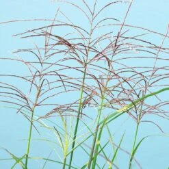 Miscanthus Bandwidth (Chinese Silver Grass) -GreenNest Shop Bandwidth Maiden Grass 2