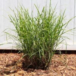 Miscanthus Bandwidth (Chinese Silver Grass) -GreenNest Shop Bandwidth Maiden Grass 4
