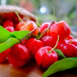Barbados (Acerola) Cherry -GreenNest Shop Barbadoes Cherry 3 BB