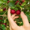 Barbados (Acerola) Cherry 2 Barbados (Acerola) Cherry -GreenNest Shop Barbadoes Cherry BB 600x600 1097e465 88e8 49fc a6c1 aca16d939248