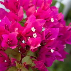 Pink Bougainvillea Tree 7 Pink Bougainvillea Tree -GreenNest Shop Barbera Karst Bougainvillea 4