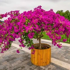 Barbara Karst Bougainvillea 14 Barbara Karst Bougainvillea -GreenNest Shop Barbera Karst Bougainvillea 5