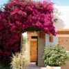 Barbara Karst Bougainvillea -GreenNest Shop Barbera Karst Bougainvillea 600x600 11516fc5 d1fe 49cc 90b3 95b8d0196ed1