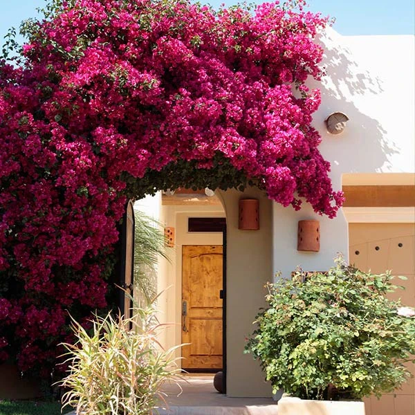Barbara Karst Bougainvillea 3 Barbara Karst Bougainvillea