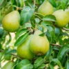 Bartlett Pear Tree 1 Bartlett Pear Tree -GreenNest Shop Bartlett Pear BB 600x600 d8a71ed2 0870 43fb b4ae c50428ad4204