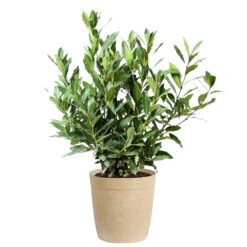 Bay Laurel 13 Bay Laurel -GreenNest Shop Bay Laurel 3G Delilah Tan pot