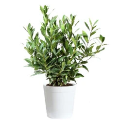 Bay Laurel 12 Bay Laurel -GreenNest Shop Bay Laurel 3G Delilah White pot