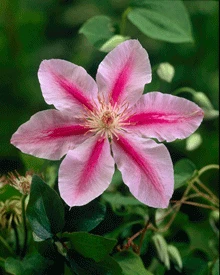 Front Page -GreenNest Shop Bees Jubilee 220 01